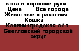 кота в хорошие руки › Цена ­ 0 - Все города Животные и растения » Кошки   . Калининградская обл.,Светловский городской округ 